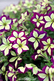 Ultra Star Petunia Violacea Flower Seeds for Planting - Heirloom, Non-GMO, High Germination Organic Garden Seeds