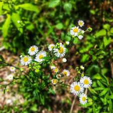 Roman Chamomile Seeds