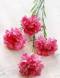 Light Pink Carnation Flower Seeds for Planting – Heirloom, Non-GMO, High Germination Organic Garden Seeds