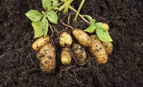 Light Yellow Potato Seeds for Planting – Heirloom Non-GMO Root Vegetable – Organic Garden Seeds, High Germination