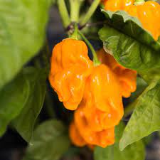 Orange Numex Suave flower seeds for planting - Heirloom & Non-GMO Garden Seeds