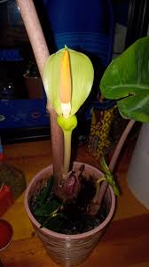 Alocasia Flower Seeds for Planting – Heirloom Non-GMO, High Germination Organic Garden Seeds
