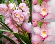 Pale Pink Orchid Flower Seeds for Planting – Heirloom, Non-GMO, Wildflower Mix High Germination Seeds
