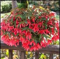 Begonia Boliviensis Flower Seeds for Planting – Heirloom, Non-GMO, High Germination Organic Garden Seeds