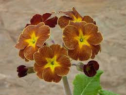 Yellow Brown Primula Flower Seeds for Planting – Heirloom, Non-GMO, High Germination Garden Seeds