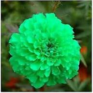Green Marigold Seeds for Planting – Vibrant Colors, Heirloom, Non-GMO Organic Garden Seeds