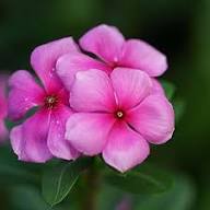 Thick Pink Periwinkle Flower Seeds for Planting Heirloom Non-GMO High Germination Organic Garden Seeds
