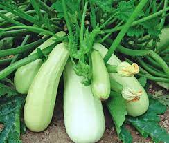 Vegetable Seeds,Garden seeds, Seeds For Planting,Plant Seeds