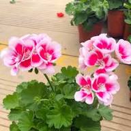 Geranium Pelargonium Flower Seeds for Planting – Heirloom, Non-GMO, Low-Maintenance Garden Seeds