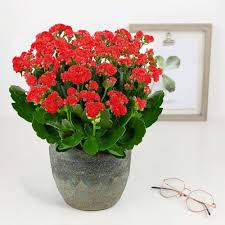 Red Kalanchoe Humilis Flower Seeds for Planting - Heirloom, Non-GMO, High Germination Organic Garden Seeds