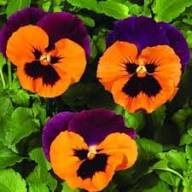 Pansy Viola Flower Seeds for Planting – Heirloom, Non-GMO, High Germination Garden Favorite