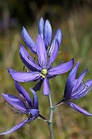 Camassia Flower Seeds for Planting – Cottage Garden Essential, Heirloom, Non-GMO
