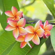 Purple Yellow Frangipani Flower Seeds for Planting – Heirloom, Non-GMO, High Germination Organic Garden Seeds