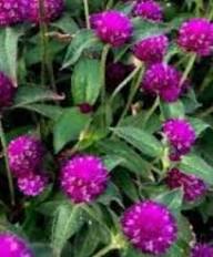 Magenta Flower Seeds for Planting – Shade Tolerant, Heirloom, Non-GMO, High Germination Garden Seeds
