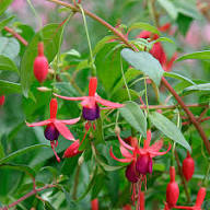 Purple Fuchsia Magellanica Flower Seeds for Planting – Heirloom, Non-GMO, High Germination Organic Garden Seeds