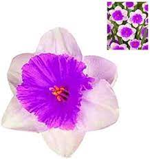 Nema Double Petals Narcissus Flower Seeds for Planting | Heirloom Non-GMO High Germination Organic Garden Seeds