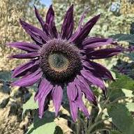 Deep Purple Sunflower Flower Seeds for Planting - Cottage Garden Essential, Heirloom &amp; GMO Free Seeds for Home Garden Non-GMO