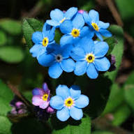 Blue Myosotis Alpestris Flower Seeds for Planting – Heirloom Non-GMO High Germination Organic Garden Seeds