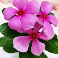 Periwinkle Flower seeds for Planting – Seasonal Bloomer, Heirloom & GMO Free Seeds for Home Garden, High Germination