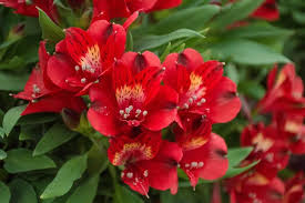 Heirloom Alstroemeria Flower Seeds for Planting – Non-GMO, Compact Growth Organic Garden Seeds