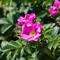Rugosa Flower Seeds for Planting | Heirloom Non-GMO High Germination Organic Garden Seeds