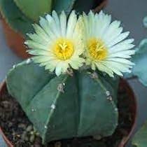 Mixed Astrophytum Flower Seeds for Planting | Heirloom Non-GMO High Germination Organic Garden Seeds