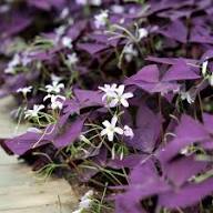Oxalis Flower Seeds for Planting | Heirloom Non-GMO Organic Garden Seeds
