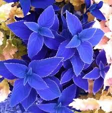 Blue Coleus Flower Seeds for Planting | Heirloom Non-GMO Organic Garden Seeds