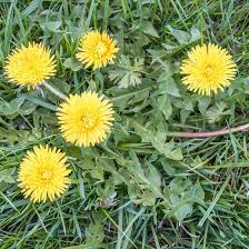 Dandelion Flower Seeds for Planting – Heirloom, Non-GMO, High Germination Organic Garden Seeds