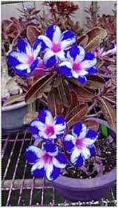 Geranium Flower Seeds for Planting White Purple – Wildflower Mix, Heirloom & Non-GMO, High Germination Organic Garden Seeds