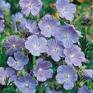 Heirloom Geranium Pratense Flower Seeds for Planting – Bright Blooms, Non-GMO, High Germination Organic Garden Seeds