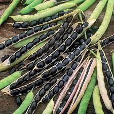 Black Bean Seeds for Planting – Heirloom Non-GMO Protein-Rich Vegetable Seeds with High Germination for Organic Gardens