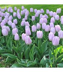 Tulip Flower Seeds for Planting – Fragrant Blossoms, Heirloom, Non-GMO, High Germination Organic Garden Seeds