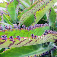 Kalanchoe Daigremontiana Flower Seeds for Planting – Heirloom Non-GMO High Germination Organic Garden Seeds