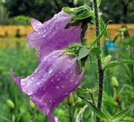 Bells Flower Seeds for Planting – Heirloom, Non-GMO, High Germination Organic Garden Seeds