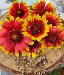 Heirloom Gaillardia Flower Seeds – Non-GMO, High Germination Organic Garden Seeds