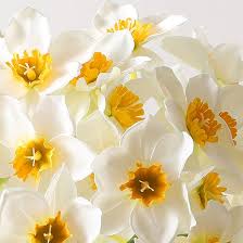 Narcissus Flower Seeds for Planting – Premium Quality Heirloom Non-GMO High Germination Organic Garden Seeds