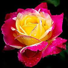 Flower Seeds, Seeds,Seeds For Planting,Plant Seeds