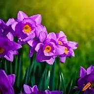 Narcissus Tazetta Flower Seeds for Planting - Heirloom, Non-GMO, High Germination Organic Garden Seeds