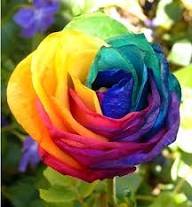 Rainbow Mixed Flower Seeds for Planting | Heirloom Non-GMO Organic Garden Seeds High Germination
