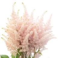 Cream Astilbe Flower Seeds for Planting | Heirloom Non-GMO High Germination Organic Garden Seeds