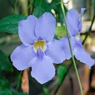 Blue Flower Seeds for Planting – Sun-Loving, Heirloom, Non-GMO, High Germination Organic Garden Seeds