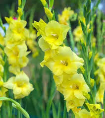 Yellow Gladiolus Hybridus Flower Seeds for Planting – Heirloom, Non-GMO, High Germination