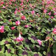 Green Purple Oxalis Corymbosa Flower Seeds for Planting - Heirloom, Non-GMO, High Germination Organic Garden Seeds