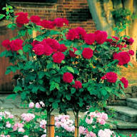 Full Red Rose Flower Seeds for Planting | Heirloom Non-GMO High Germination