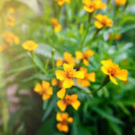 Estragon Flower Seeds for Planting – Heirloom, Non-GMO, High Germination Garden Seeds