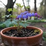 Blue Bleeding Heart Flower Seeds for Planting - Heirloom, Non-GMO, High Germination Organic Garden Seeds