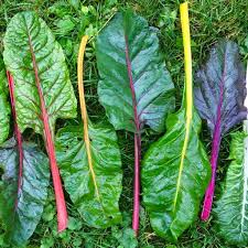 Swiss Chard Rainbow Seeds – Heirloom, High Yield, Colorful Leafy Greens