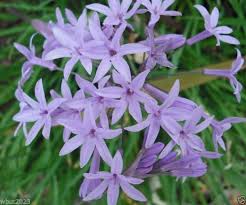 Tulbaghia Violacea Flower Seeds for Planting – Easy to Grow, Heirloom, Non-GMO, High Germination, Organic Garden Seeds