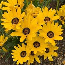 Dimorphotheca Flower Seeds for Planting – Heirloom, Non-GMO, High Germination Organic Garden Seeds